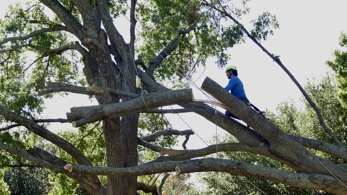 Professional Hazardous Tree Removal performed by certified arborists in Binford